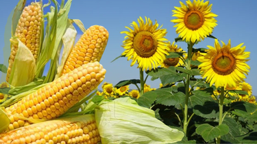 maiz y girasol desplazan a la soja: la siembra cae en 800.000 hectareas maiz y girasol desplazan a la soja: la siembra cae en 800.000 hectareas