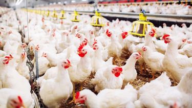 Cerca de Pergamino: el establecimiento donde se detectó el brote está en Los Toldos. Cerca de Pergamino: el establecimiento donde se detectó el brote está en Los Toldos.