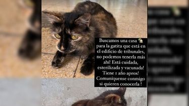Buscamos una casa para la gata que está en Tribunales. No podemos tenerla más ahí. Está cuidada, esterilizada y vacunada. Tiene un año aproximadamente. Comuníquense conmigo si quieren conocerla posteó una empleada judicial. Buscamos una casa para la gata que está en Tribunales. No podemos tenerla más ahí. Está cuidada, esterilizada y vacunada. Tiene un año aproximadamente. Comuníquense conmigo si quieren conocerla posteó una empleada judicial.