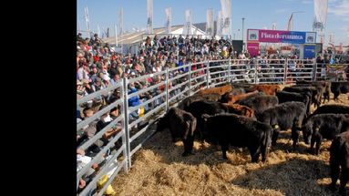 AFA será el consignatario único y oficial en la exposición de Monje.  (AGROACTIVA)