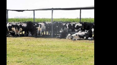 Si los animales están cómodos no hay dudas de que pueden rendir mejor. (ARCHIVO LA OPINION)