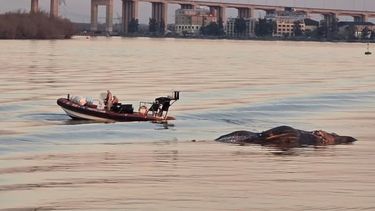Otra ballena muerta en el paraná a la altura de Zárate Otra ballena muerta en el paraná a la altura de Zárate