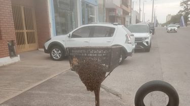 ¿Qué hacer ante la aparición repentina de un enjambre de abejas en espacios urbanos?