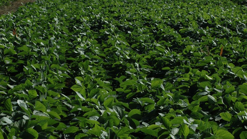 Soja con nutrición inteligente, la clave para reducir brechas y mejorar calidad Soja con nutrición inteligente, la clave para reducir brechas y mejorar calidad