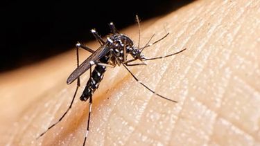 Sigue el alerta por la fiebre chikungunya: 268 casos nuevos, 28 en la provincia de Buenos Aires