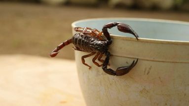 Alacranes: refuerzan las medidas de prevención ante el aumento de casos en los meses de calor