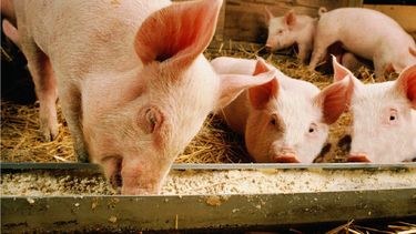 Los ladrones lograron apoderarse ilegítimamente de un cerdo vivo y descartaron un ejemplar porcino que llevaban muerto. Los ladrones lograron apoderarse ilegítimamente de un cerdo vivo y descartaron un ejemplar porcino que llevaban muerto.