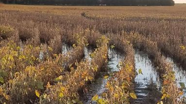 La falta de piso en los campos aparece como uno de los principales condicionantes. La falta de piso en los campos aparece como uno de los principales condicionantes.