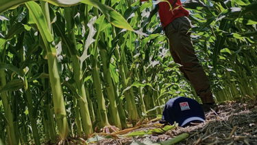 Provincia de Buenos Aires. Informes de producción agricola Provincia de Buenos Aires. Informes de producción agricola