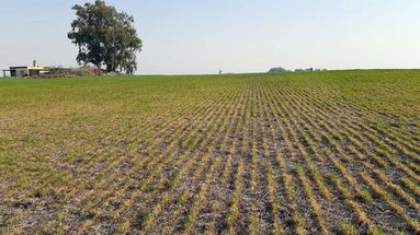 Aunque valoraron la reducción gradual de retenciones impulsada por el Gobierno nacional, desde la filial Ramallo de Federación Agraria advirtieron que la medida resulta insuficiente frente al aumento de costos, el endeudamiento y las pérdidas acumuladas por las últimas campañas afectadas por la sequía. Aunque valoraron la reducción gradual de retenciones impulsada por el Gobierno nacional, desde la filial Ramallo de Federación Agraria advirtieron que la medida resulta insuficiente frente al aumento de costos, el endeudamiento y las pérdidas acumuladas por las últimas campañas afectadas por la sequía.