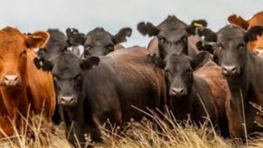 La ganadería sudamericana anta los desafíos de la época. La ganadería sudamericana anta los desafíos de la época.