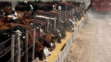El ritmo de la reposición no alcanza a cubrir la salida de la hacienda terminada. El ritmo de la reposición no alcanza a cubrir la salida de la hacienda terminada.