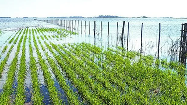 La Opinión OnLine | image