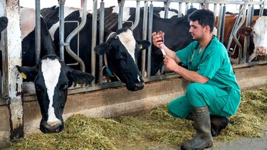Los veterinarios son parte de la primera línea de protección de la salud pública y global. Los veterinarios son parte de la primera línea de protección de la salud pública y global.