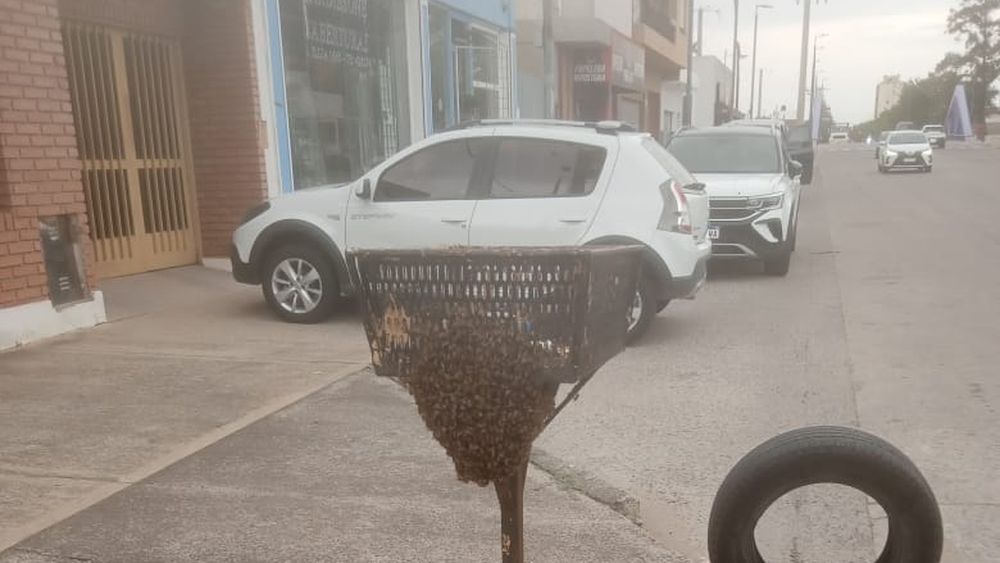 ¿Qué hacer ante la aparición repentina de un enjambre de abejas en espacios urbanos? ¿Qué hacer ante la aparición repentina de un enjambre de abejas en espacios urbanos?