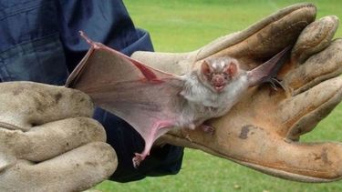 pergamino: ¿que se debe hacer en caso de hallar en la via publica un murcielago? pergamino: ¿que se debe hacer en caso de hallar en la via publica un murcielago?