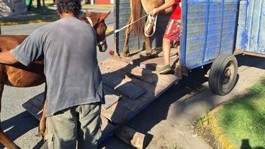 Los tres caballos fueron restituidos a la familia encargada de su cuidado con el compromiso de mantenerlos con responsabilidad y tras haberle colocado el chip de identificación. Los tres caballos fueron restituidos a la familia encargada de su cuidado con el compromiso de mantenerlos con responsabilidad y tras haberle colocado el chip de identificación.