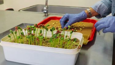 Blaser, o Bio Laser. Este dispositivo constituye una solución innovadora en el ámbito de la agricultura. Blaser, o Bio Laser. Este dispositivo constituye una solución innovadora en el ámbito de la agricultura.