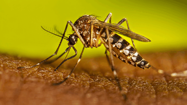 Inicia este lunes la vacunación contra el dengue en San Nicolás