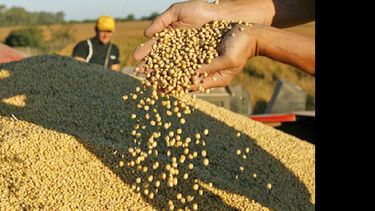 Rindes altos y estables sobre el último tramo de la cosecha de soja
