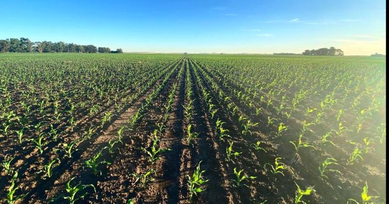 En muchos sectores, la falta de humedad impidió alcanzar los objetivos de las siembras tempranas, reforzando la opción del maíz tardío.