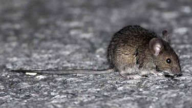 Provincia registra caso de Hantavirus en San Nicolás y activa protocolo de salud. Provincia registra caso de Hantavirus en San Nicolás y activa protocolo de salud.