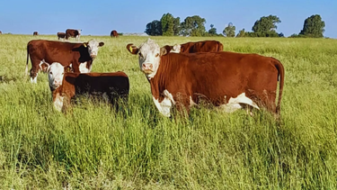 mijo perenne en ganaderia: una opcion nutricional que se potencia con la fertilizacion mijo perenne en ganaderia: una opcion nutricional que se potencia con la fertilizacion