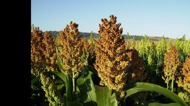Todo sobre sorgo, el 24 y 25 de agosto en la sede Pergamino de la Unnoba. (ARCHIVO LA OPINION)
