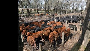 Esperan unas 1.000 cabezas para el remate.  (LA OPINION)