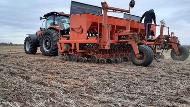 Trigo: siembras tempranas para aumentar rindes Trigo: siembras tempranas para aumentar rindes