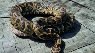 El sistema de salud de San Pedro registró en la última semana dos casos de personas mordidas por serpientes yarará, según confirmó el Dr. José Herbas, jefe del servicio de emergencias del Hospital Municipal Dr. Emilio Ruffa. El sistema de salud de San Pedro registró en la última semana dos casos de personas mordidas por serpientes yarará, según confirmó el Dr. José Herbas, jefe del servicio de emergencias del Hospital Municipal Dr. Emilio Ruffa.