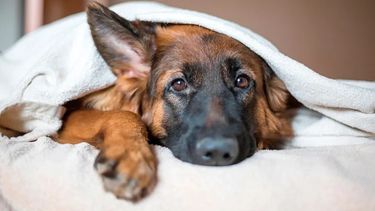 Las mascotas sufren el frío al igual que los humanos con quienes conviven. Las mascotas sufren el frío al igual que los humanos con quienes conviven.
