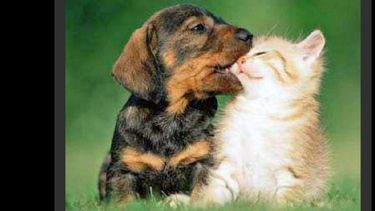 Los animales tienen derechos consagrados que deben respetarse. (INTERNET)