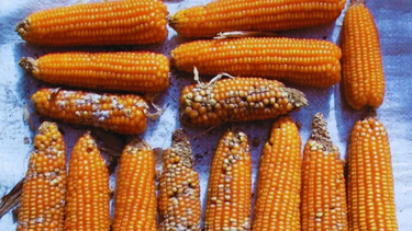 Buscan evitar múltiples enfermedades para mejorar la resistencia a enfermedades en maíz Buscan evitar múltiples enfermedades para mejorar la resistencia a enfermedades en maíz