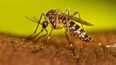 Inicia este lunes la vacunación contra el dengue en San Nicolás