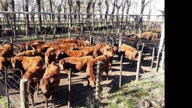 El mercado regional convoca a numerosos productores. (LA OPINION)