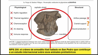 Fósil de San Pedro en estudio internacional sobre armadillos prehistoricos Fósil de San Pedro en estudio internacional sobre armadillos prehistoricos