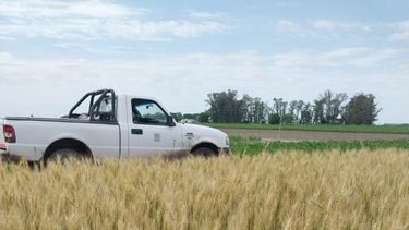 En trigo, las primeras alertas llegaron temprano. En trigo, las primeras alertas llegaron temprano.
