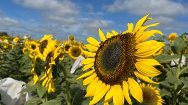 INTA Pergamino se posiciona en la vanguardia del AGtech aplicado al girasol INTA Pergamino se posiciona en la vanguardia del AGtech aplicado al girasol