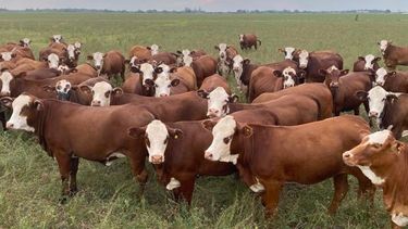 En el último mes las remisiones de vaquillonas a plantas de faena crecieron un 14%. En el último mes las remisiones de vaquillonas a plantas de faena crecieron un 14%.