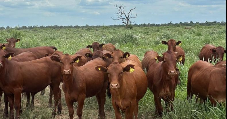 Si bien aún no existen las cifras oficiales de faena de diciembre registrada por las plantas frigoríficas, el dato de movimientos de hacienda a los establecimientos resulta un buen indicador.