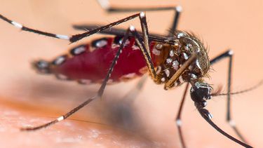 Las lluvias registradas durante esta primavera incrementan la disponibilidad de ambientes propicios para la reproducción del Aedes aegypti.