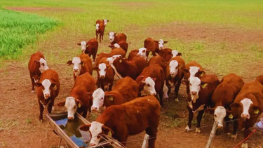 inta: sistemas mixtos: en agronea 2025 dicen que mejoran la calidad del suelo y los rindes inta: sistemas mixtos: en agronea 2025 dicen que mejoran la calidad del suelo y los rindes