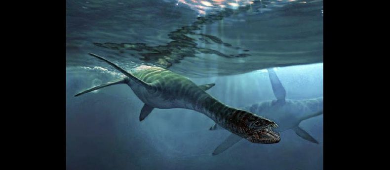 Se extrajo un ejemplar muy importante en la Isla Marambio, y es el elasmosáurido más grande del mundo, confirmó el paleontólogo José OGorman. (NA)