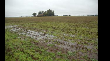 Habrá que esperar unos días para saber cómo reaccionarán los cultivos a estos últimos milímetros. Habrá que esperar unos días para saber cómo reaccionarán los cultivos a estos últimos milímetros.