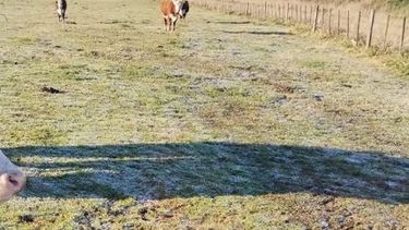 En las primeras horas de este viernes se alcanzó una mínima de 0 grados y se registraron heladas. En las primeras horas de este viernes se alcanzó una mínima de 0 grados y se registraron heladas.