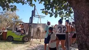 Utilizando cuerdas colocadas cuidadosamente por debajo del abdomen del animal, lograron asegurar su cuerpo y elevarlo de manera progresiva con el montacargas. Utilizando cuerdas colocadas cuidadosamente por debajo del abdomen del animal, lograron asegurar su cuerpo y elevarlo de manera progresiva con el montacargas.
