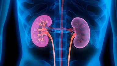 El 12 de marzo se recuerda el Día Mundial del Riñón.&nbsp;