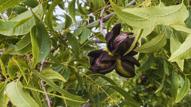 La nuez pecán es una alternativa económica en sitios periurbanos del sudeste cordobés. La nuez pecán es una alternativa económica en sitios periurbanos del sudeste cordobés.