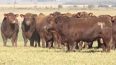 Según datos del SIGSA, la cantidad de bovinos existentes al 31 de diciembre de 2024 ascendía a 51.626.909 cabezas. Según datos del SIGSA, la cantidad de bovinos existentes al 31 de diciembre de 2024 ascendía a 51.626.909 cabezas.